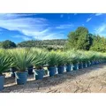 Produktbild: Sunny Tree - Yucca Rostrata Blue Blue - Palme - 100 cm