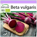 Produktbild: SAFLAX - BIO - Rote Beete - Detroit Globe - 100 Samen - Beta vulgaris