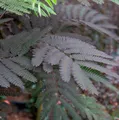 Produktbild: Seidenakazie Summer Chocolate - Schlafbaum 80-100cm - Albizia julibrissin