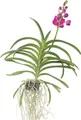 Produktbild: Vanda-Orchidee - Vanda 'Pink' - Höhe 55-65cm