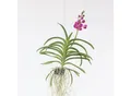Produktbild: Plant in a Box - Vanda-Orchidee - Vanda 'Pink' - Höhe 55-65cm