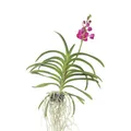 Produktbild: Plant in a Box - Vanda-Orchidee – Rosa – L – Höhe 60 cm