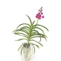 Produktbild: Plant in a Box  Vanda-Orchidee Vanda 'Pink' 60cm Blühende Zimmerpflanze