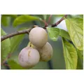 Produktbild: Prunus domestica 'Mirabelle von Nancy', gelb, 40 cm Stammhöhe