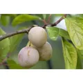 Produktbild: Prunus domestica 'Mirabelle von Nancy' CAC 5 L Terrassenobst 40-