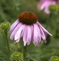 Produktbild: Roter Sonnenhut - Echinacea purpurea