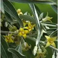 Produktbild: Schmalblättrige Ölweide 60-80cm - Elaeagnus angustifolia