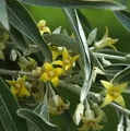 Produktbild: Schmalblättrige Ölweide 60-80cm - Elaeagnus angustifolia