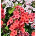 Produktbild: Große Garten-Flammenblume Orange - Phlox Paniculata