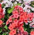 Produktbild: Große Garten-Flammenblume Orange - Phlox Paniculata