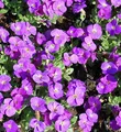 Produktbild: Blaukissen Kitty - Aubrieta cultorum