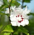 Produktbild: Rosen Eibisch Speciosus 40-60cm - Hibiscus