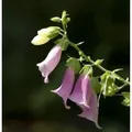 Produktbild: Fingerhut Apricot - Digitalis purpurea