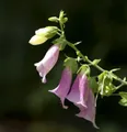 Produktbild: Fingerhut Apricot - Digitalis purpurea
