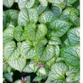 Produktbild: Kaukasus Vergißmeinnicht Silver Wings - Brunnera macrophylla