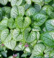 Produktbild: Kaukasus Vergißmeinnicht Silver Wings - Brunnera macrophylla