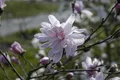 Produktbild: Magnolia stellata 'George Henry Kern', Sternmagnolie, rosa, 60–80 cm