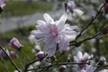 Produktbild: Pflanzen für Dich Gehölze Magnolia stel. George Henry Kern, 1 St., Sternmagnolie, Magnolie