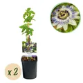 Produktbild: Passionsblume Passiflora caerulea Blüte Blau mit Grün Weiß ⌀11cm ↕40cm