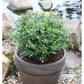 Produktbild: Niedriger Bergilex Stechpalme 15-20cm - ilex crenata
