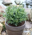 Produktbild: Niedriger Bergilex Stechpalme 15-20cm - ilex crenata