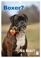Produktbild: Boxer? Na klar! (Wandkalender 2026 DIN A4 hoch), CALVENDO Monatskalender: Boxer, der Clown unter den Hunden. (CALVENDO Tiere)