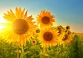 Produktbild: LYSCO XXL Poster 100 x 70cm (S-841) Sonnenblumen im strahlenden Sonnenschein und blauem Himmel (Lieferung gerollt!)