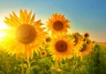 Produktbild: LYSCO Poster XXL 100 x 70cm Sommerfeelings, Sonnenblumen im strahlenden Sonnenschein und blauem Himmel (S-841) (DIN B1), Sommerliche Poster, Plakat (Lieferung gerollt)