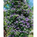 Produktbild: Clematis Alpina 3l 80- 100
