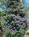 Produktbild: Clematis alpina 80–100 cm – Winterhart & Mehrjährig & Pflegeleicht – Alpen-Waldrebe – Kletterpflanze für Pergola & Rankhilfe