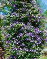 Produktbild: Clematis alpina, Alpen-Waldrebe, blau, 80–100 cm