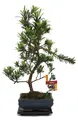 Produktbild: Bonsai-Steinschnitt – Podocarpus macrophyllus – ca. 6 Jahre alt