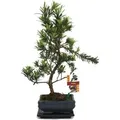 Produktbild: Exotenherz Bonsai Steineibe Podocarpus Macrophyllus ca. 6 Jahre