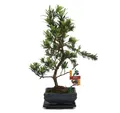 Produktbild: Exotenherz Zimmerpflanze Tranche de pierre de bonsaï - Podocarpus macrophyllus - environ 6 ans