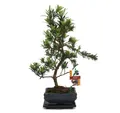 Produktbild: Exotenherz - Bonsai Steineibe - Podocarpus macrophyllus - ca. 6 Jahre