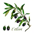 Produktbild: Braun & Company Servietten l'Olive, 33 x 33 cm - 20er Pack