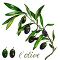 Produktbild: Braun & Company Servietten l'Olive, 33 x 33 cm - 20er Pack
