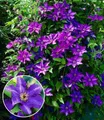 Produktbild: BALDUR Garten Zierstrauch Blaue Clematis 'The President', 1 St., Duftclematis, winterhart, mehrjährig