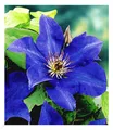 Produktbild: Blaue Clematis 'The President' , 1 Pflanze, winterhart, Kletterpflanzen