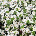 Produktbild: Schneeflockenblume - weiss - Sutera diffusa - 11cm - Set mit 3 Pflanzen