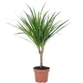 Produktbild: Drachenbaum - Dracaena Marginata - Höhe ca. 35 cm, Topf-Ø 12 cm