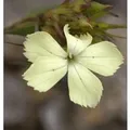 Produktbild: Gelbe Balkan Nelke - Dianthus knappii