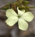 Produktbild: Gelbe Balkan Nelke - Dianthus knappii
