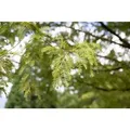 Produktbild: Metasequoia Glyptostroboides Urweltmammutbaum 60–100 cm