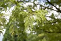 Produktbild: Pflanzen für Dich Konifere Metasequoia glyptostroboides, 1 St., Urweltmammutbaum, Chinesisches Rotholz, laubabwerfend, schnellwachsend