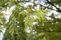 Produktbild: Metasequoia glyptostroboides, Urweltmammutbaum, 60–100 cm