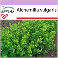 Produktbild: SAFLAX - Heilpflanzen - Frauenmantel - 100 Samen - Alchemilla vulgaris
