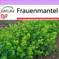 Produktbild: Frauenmantel Saatgut - Alchemilla vulgaris Heilpflanzensamen Heilkräuter Saflax