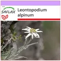 Produktbild: SAFLAX - Heilpflanzen - Edelweiss - 500 Samen - Leontopodium alpinum
