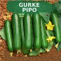Produktbild: Gurkensamen Kleine Früchte große ernte PIPO bitterfrei 20+ Samen